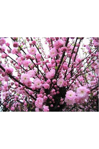 Мигдаль трилопатевий Плена